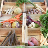 légumes-tubercules