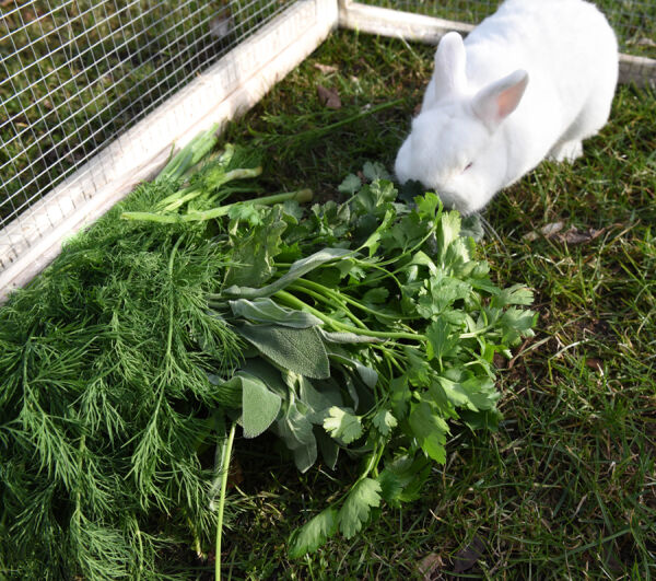 Aliments frais Herbes du jardin