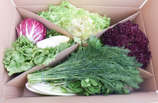 Aliments frais laitue et herbes