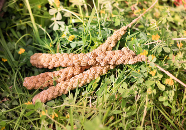 Épis de millet 3 pièces