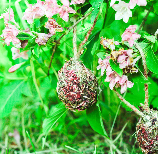 grunhopper Framboise Loops