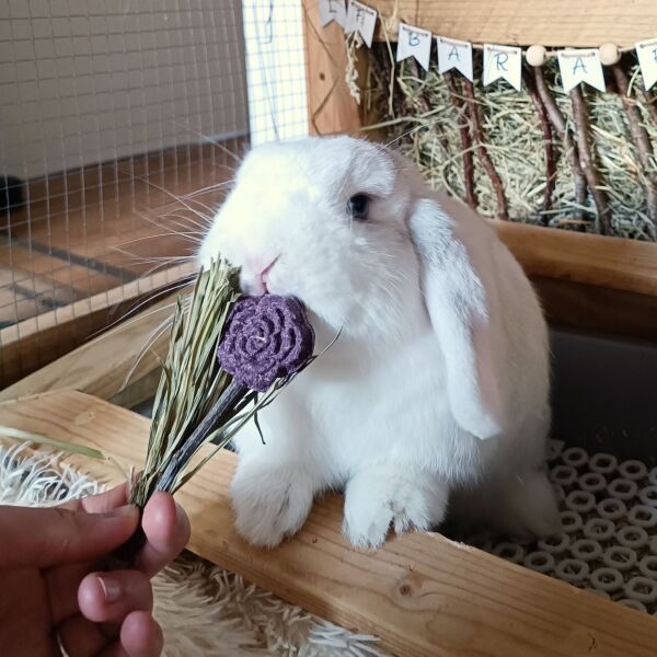 Sucettes fleuries - Blooming lollipops