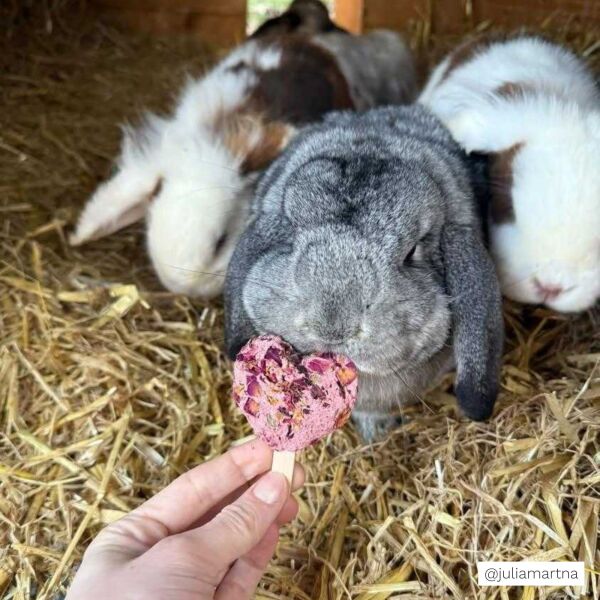 Sucettes fleuries - Blooming lollipops
