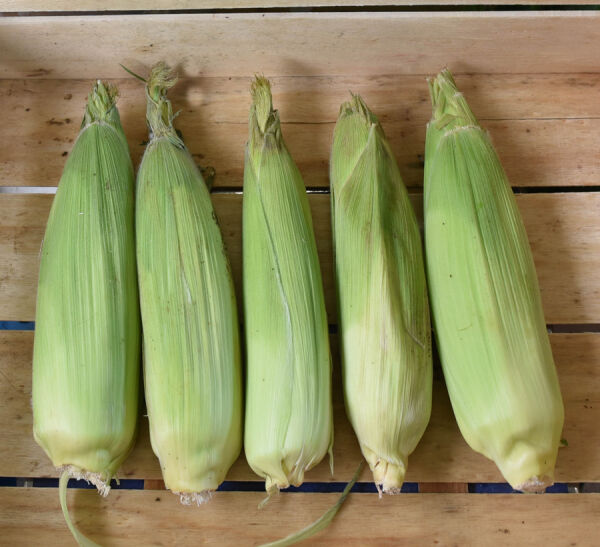 Aliments frais Maiskolben