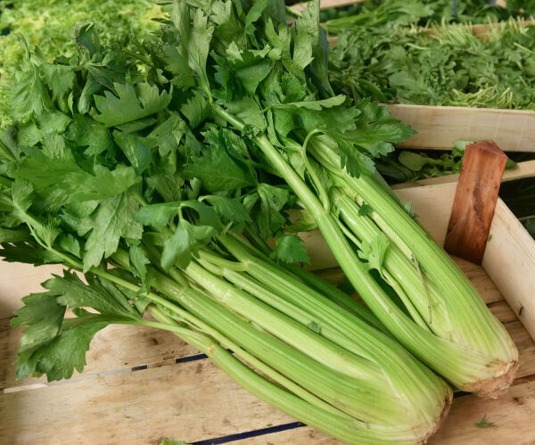 Aliments frais Staudensellerie