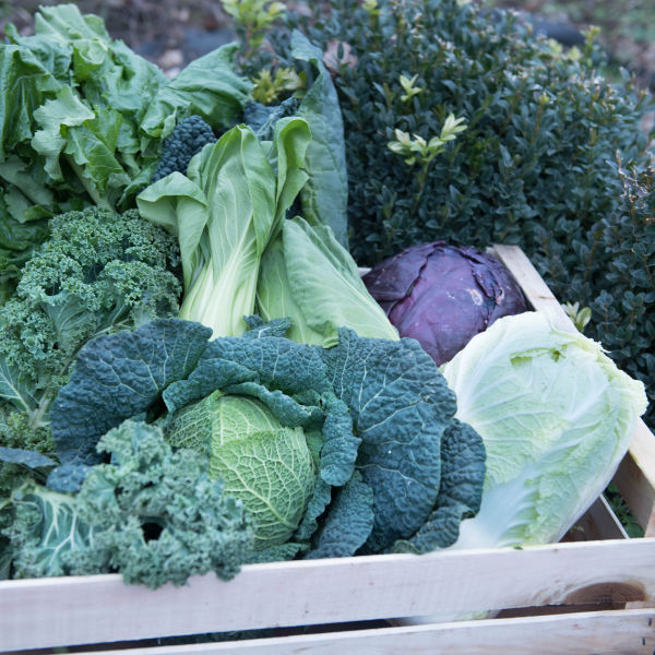 Aliments frais Kohlbox 5 kg