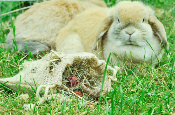 bunfun