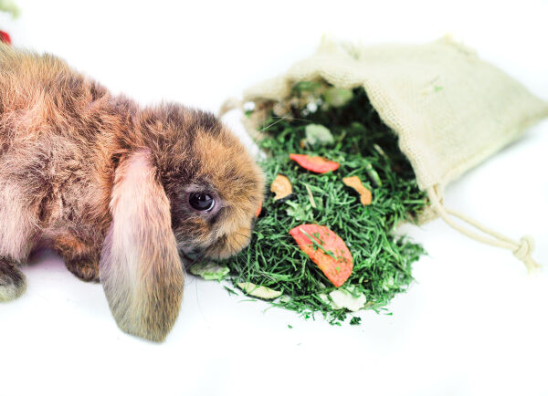 bunfun