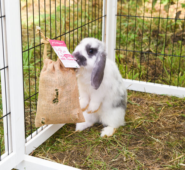 bunfun