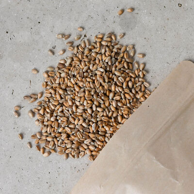 Graines de blé pour wheat gras