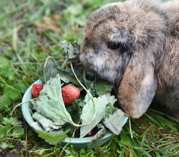 grunhopper strawberry