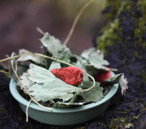 grunhopper strawberry