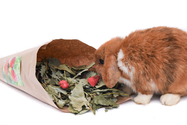 grunhopper strawberry